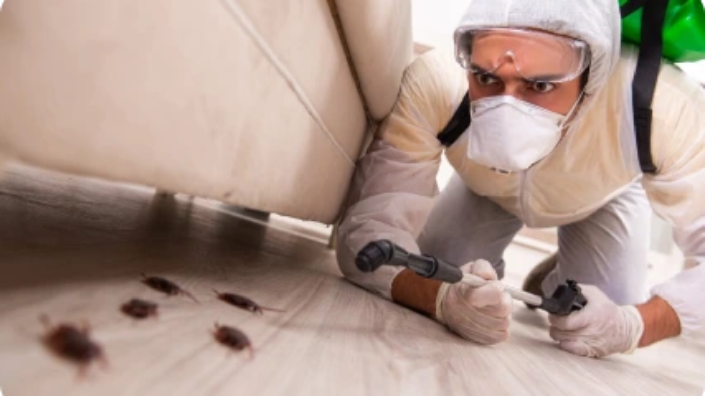 Pest control for homeowners