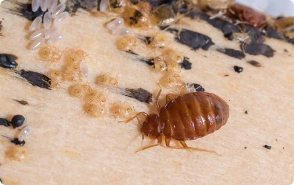 bed bug cleaning and pest control in Riyadh