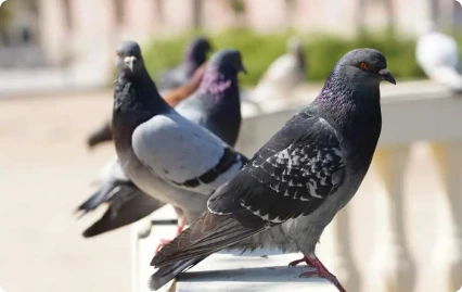 bird control service in Riyadh