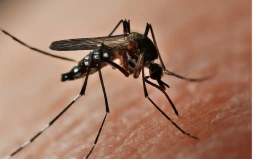 Mosquito control services