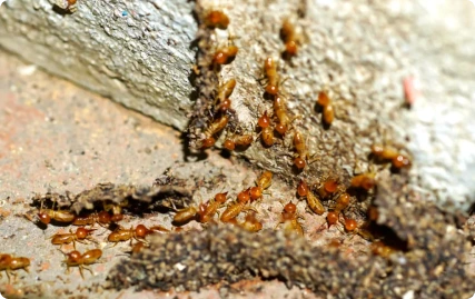 image of termite pests control