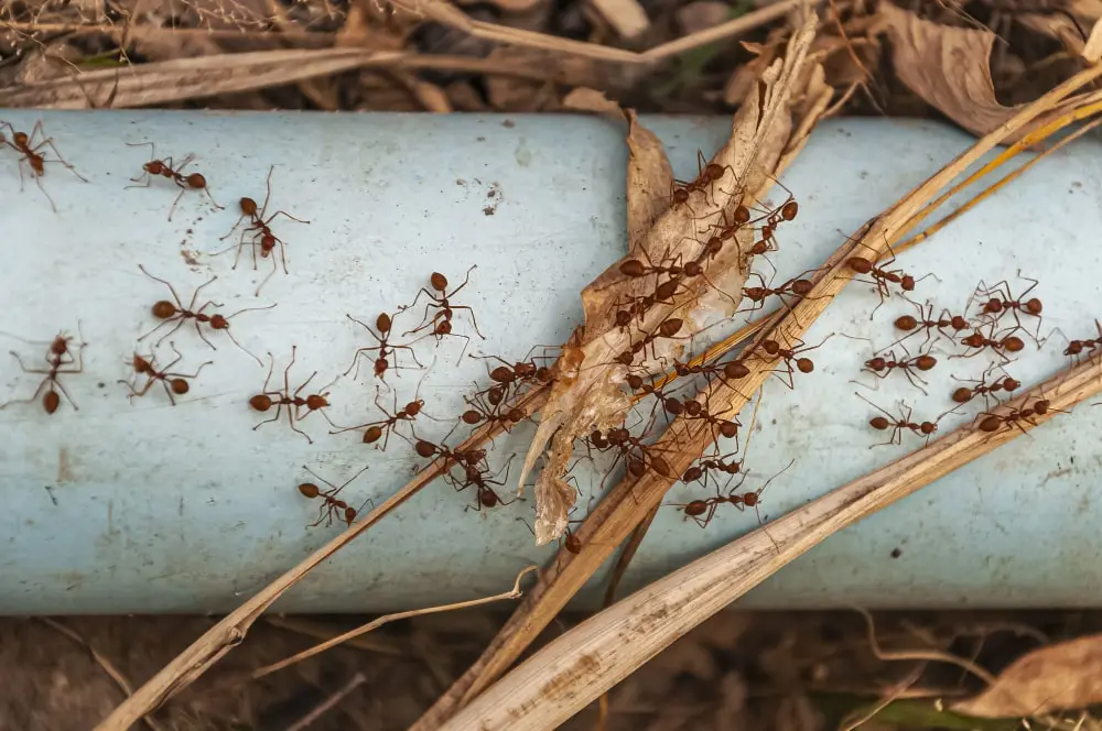 Ant control service in Riyadh