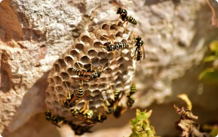 General wasp control service