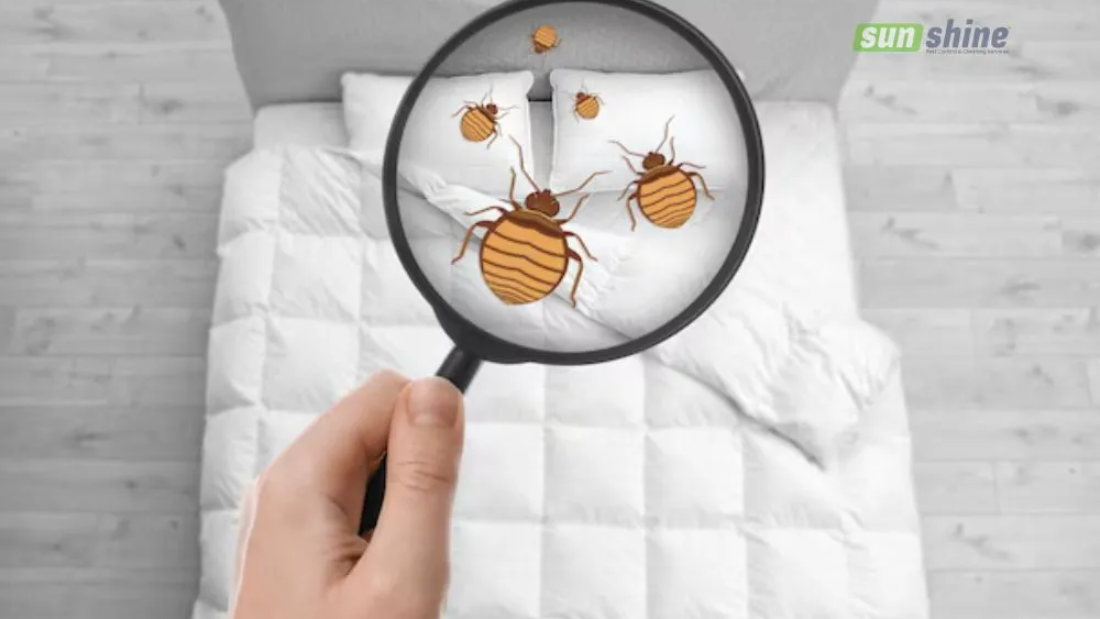 How to control bed bugs