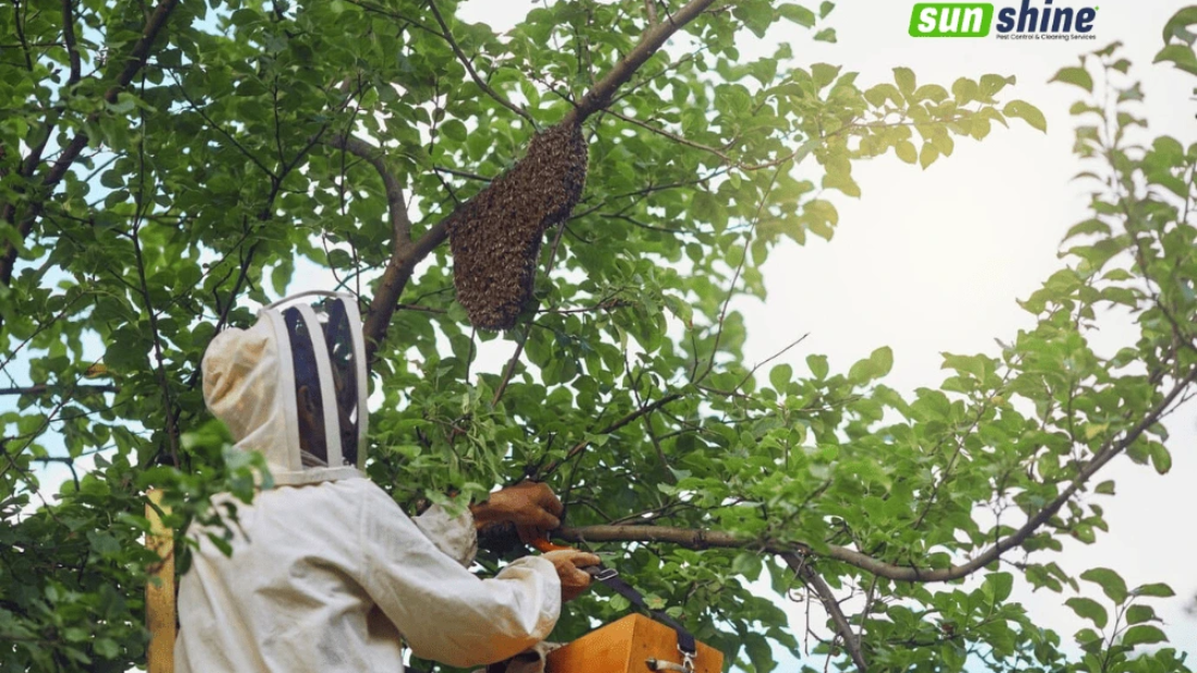 Insect Seasonal Behavior