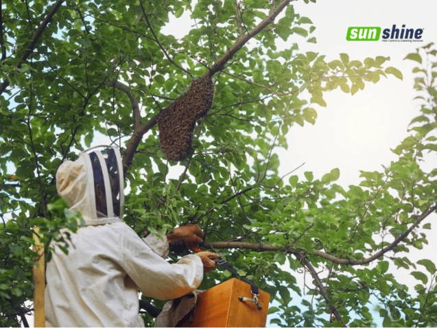 Insect Seasonal Behavior