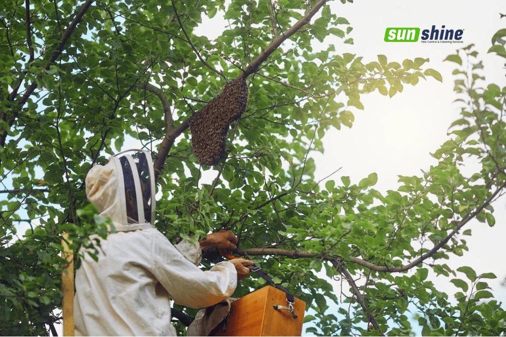 Insect Seasonal Behavior