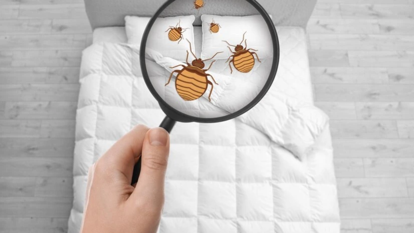 Get rid of bedbugs permenently