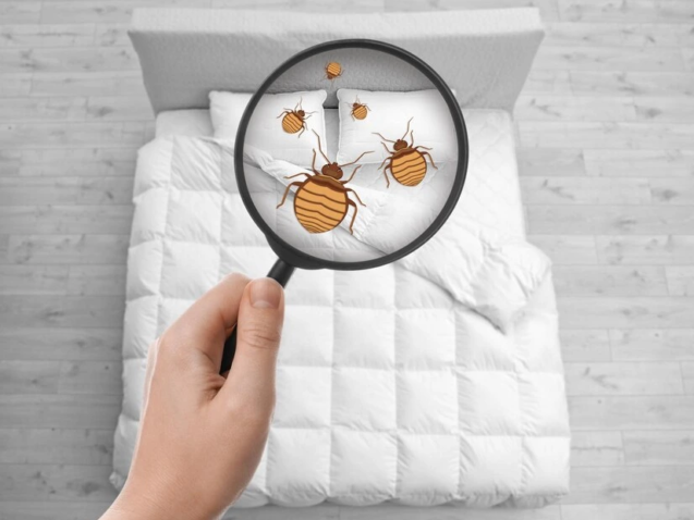 Get rid of bedbugs permenently