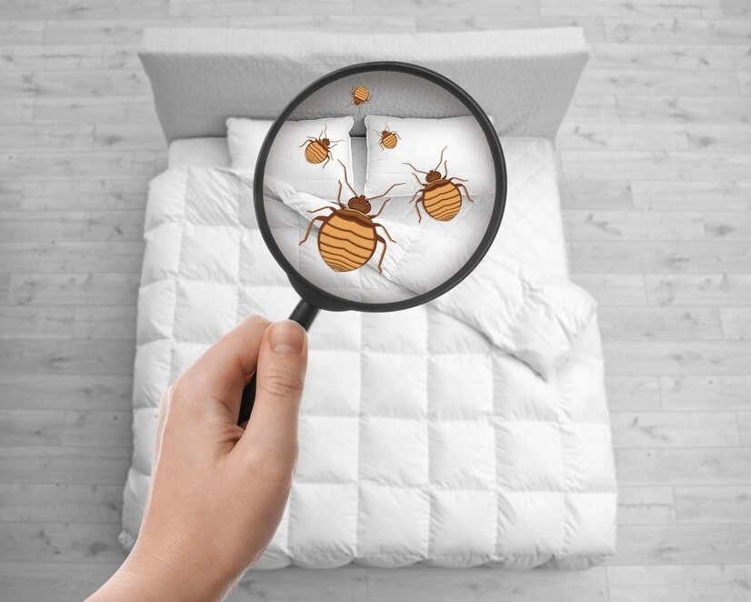 Get rid of bedbugs permenently