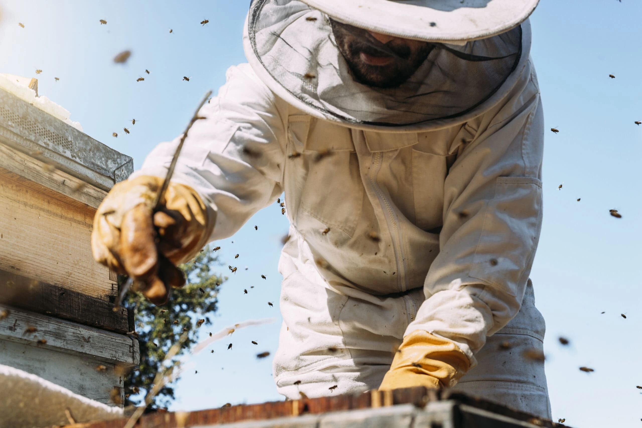 wasp removal service