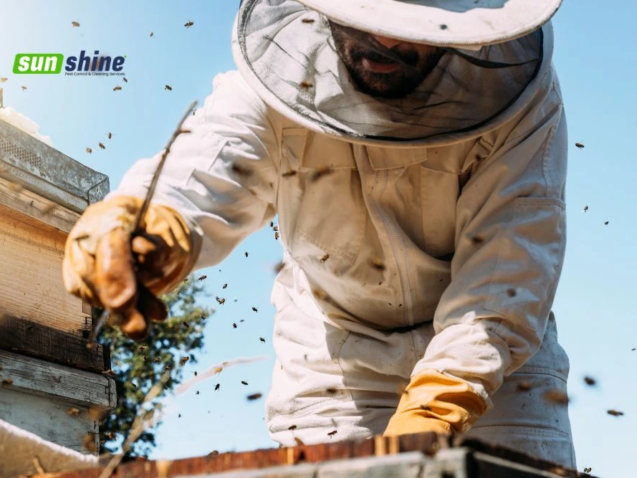 Why You Should Call the Experts For Wasp Control