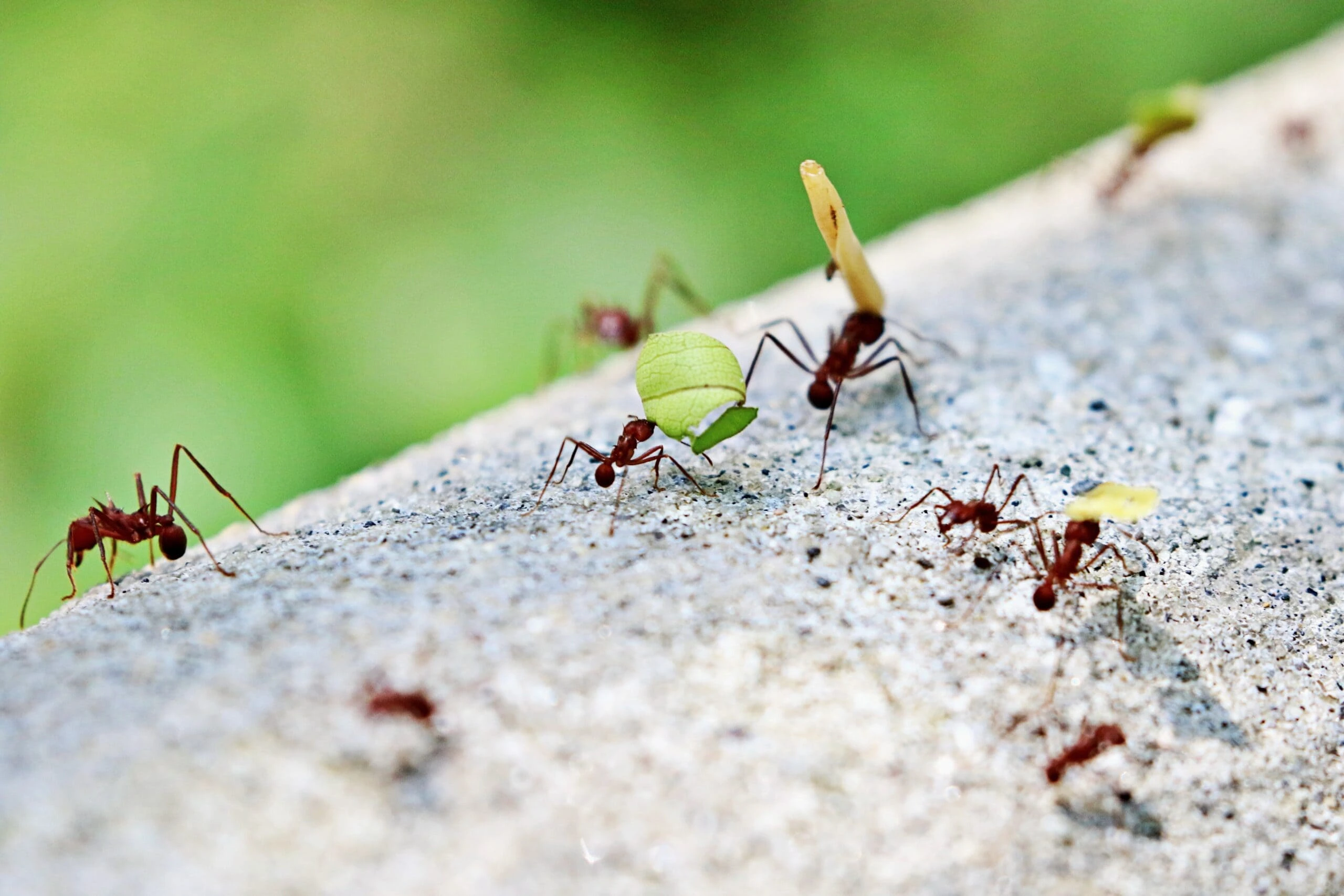 ant-removal-service