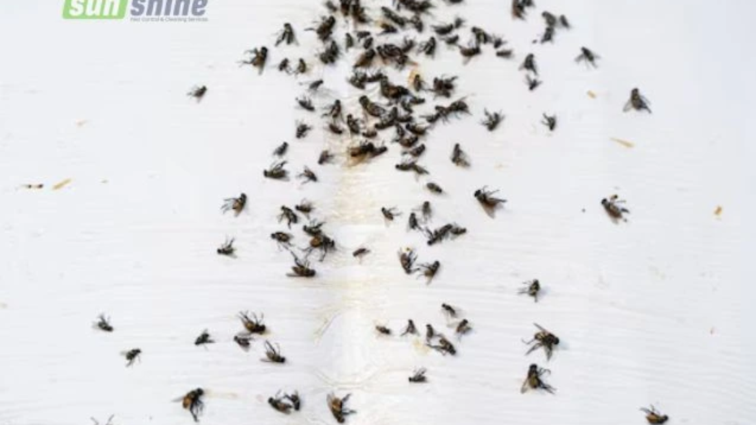 Fly control for house in Riyadh