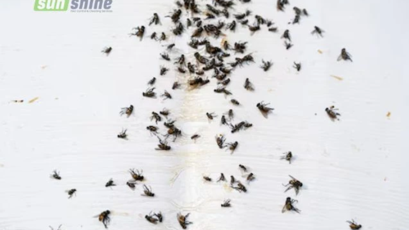 Fly control for house in Riyadh