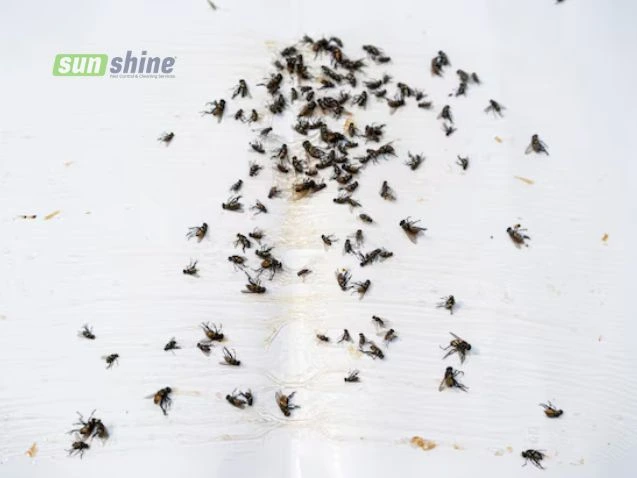 Fly control for house in Riyadh