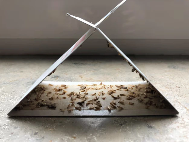 fly traps in home