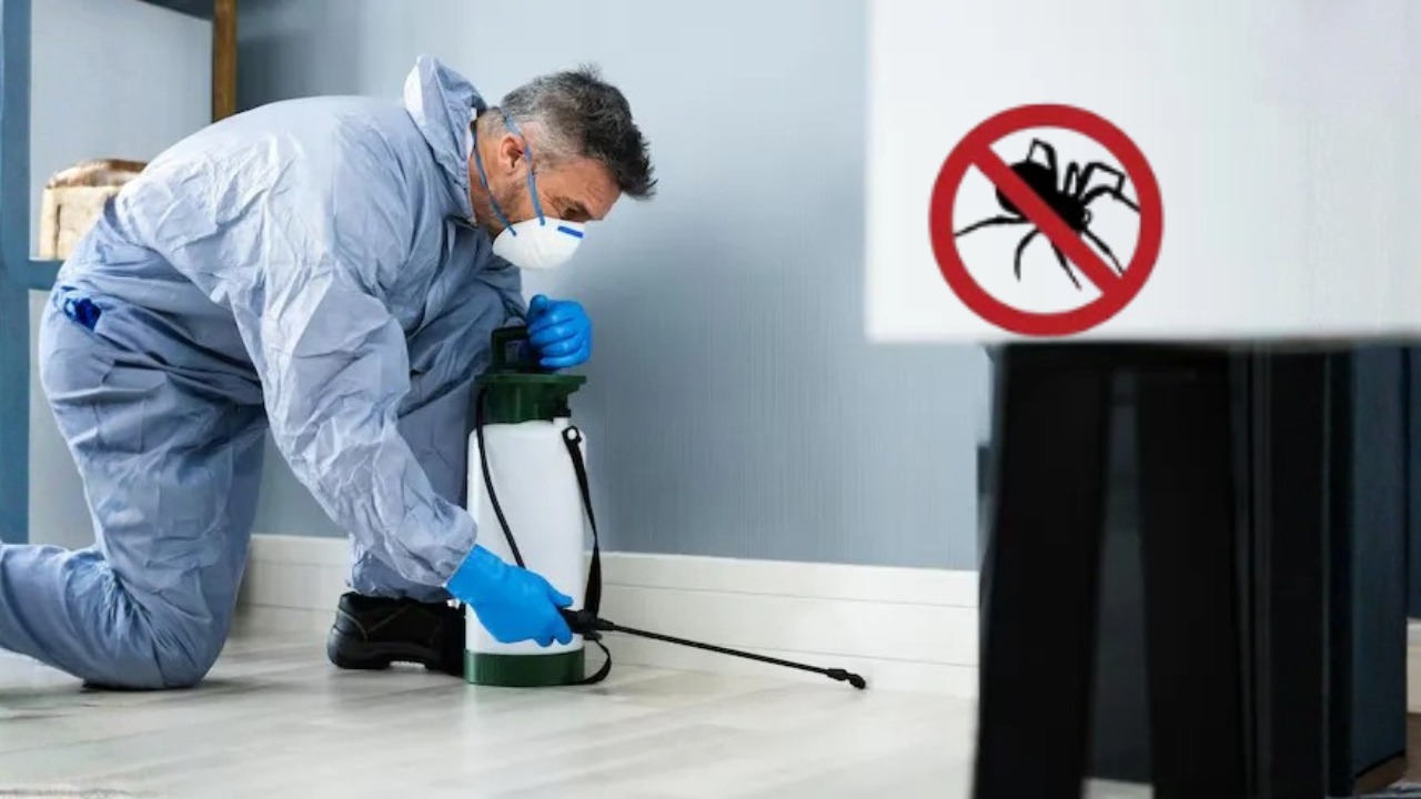 best spider control companies