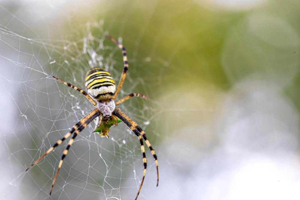 Spider Plus Riyadh Spider Control Services in Riyadh | Spider control company