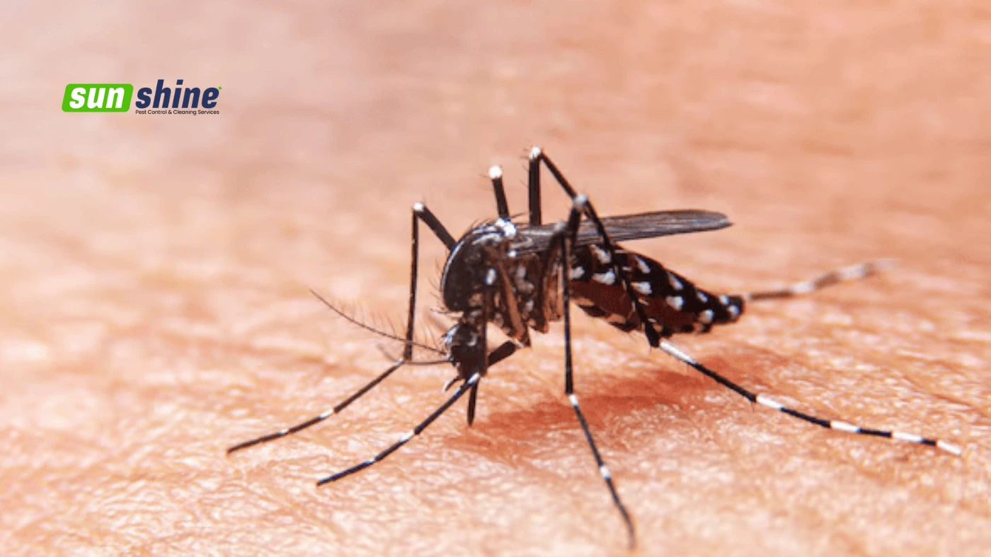 best mosquito services