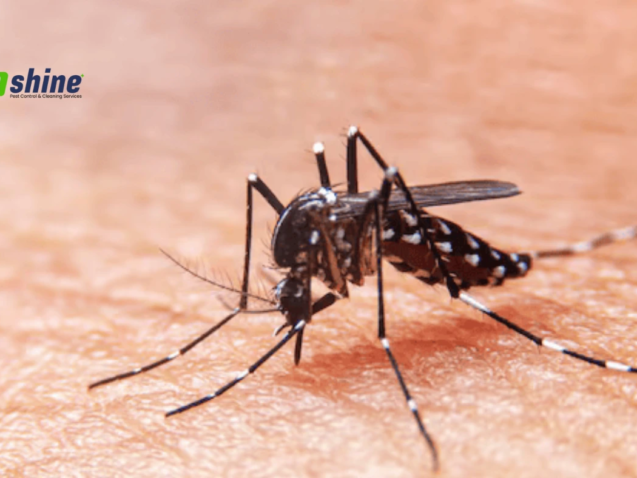 best mosquito services
