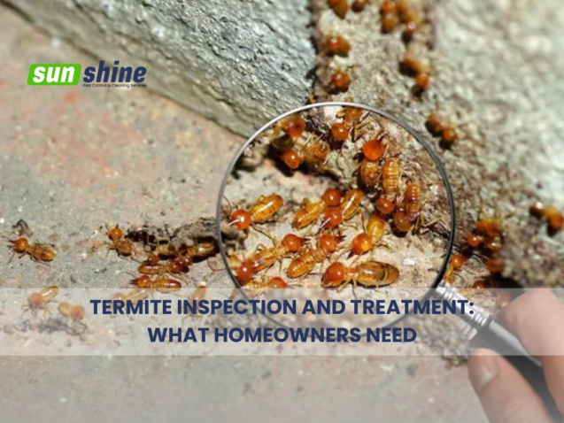 Termite Inspection and Treatment for Homeowners
