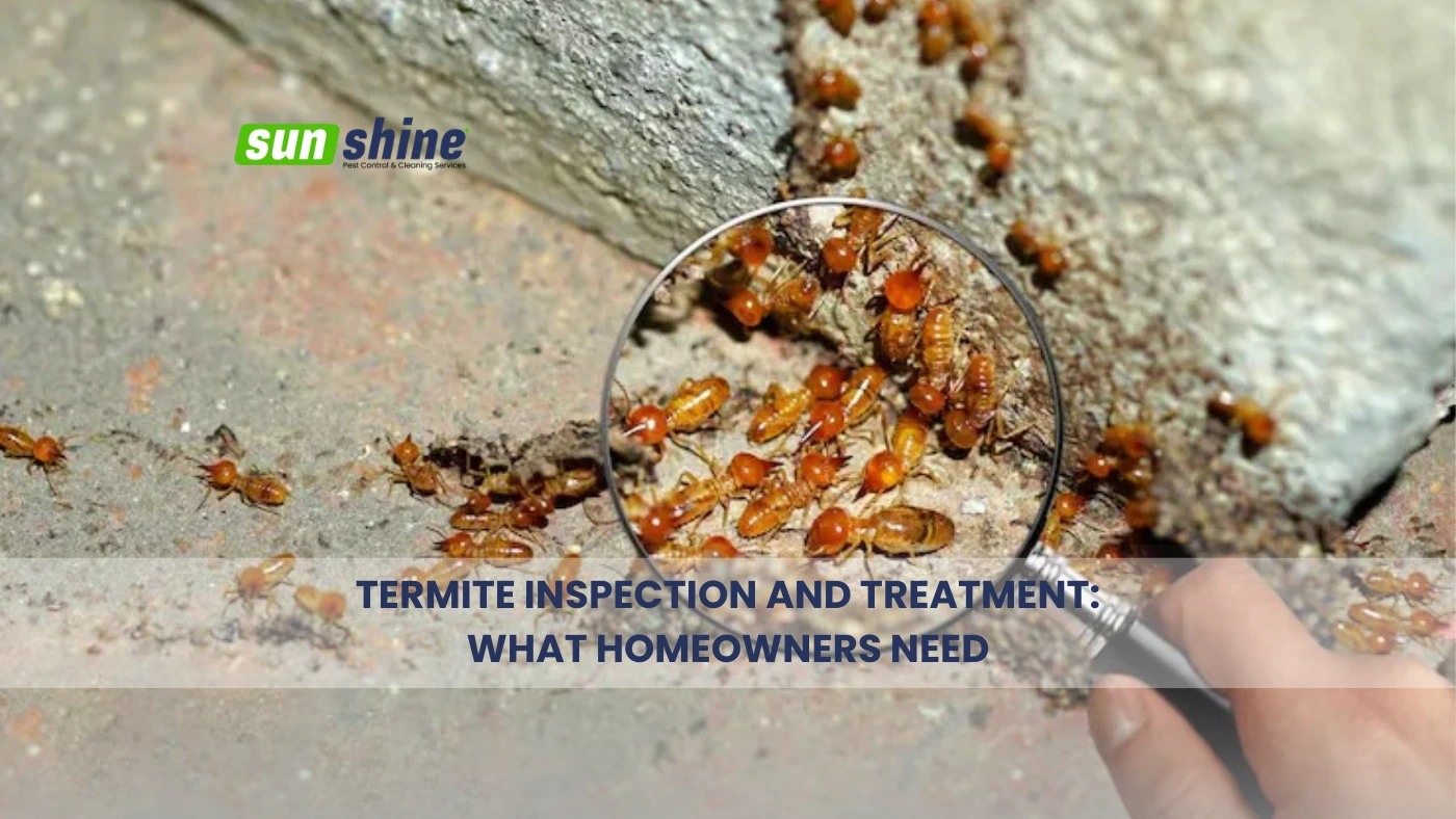 Termite Inspection and Treatment for Homeowners