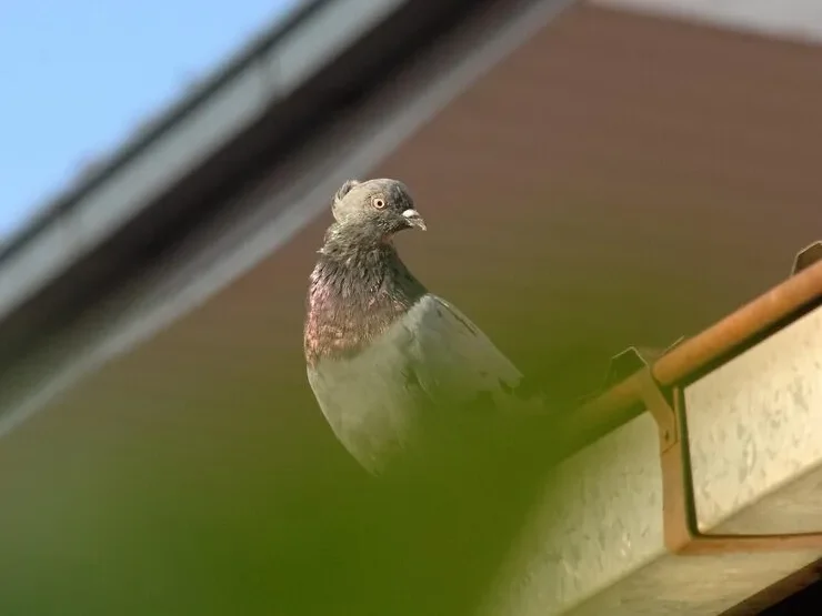 Bird Control Services