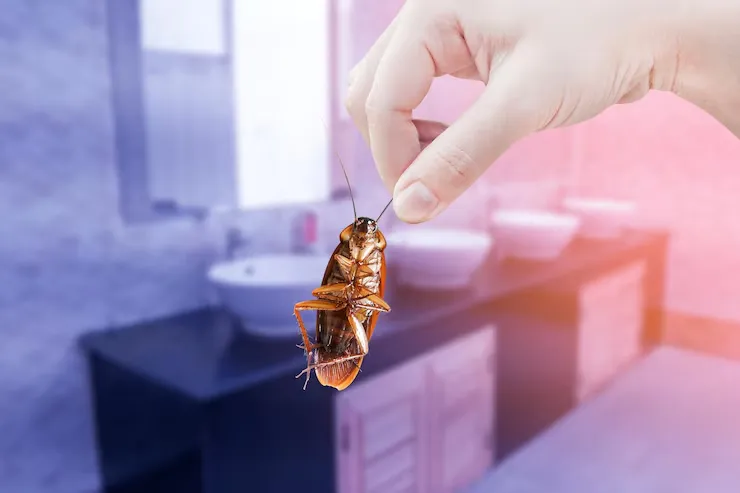 Cockroach Control Service Riyadh