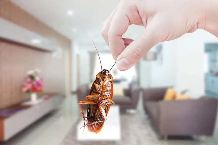 Cockroach Control Services