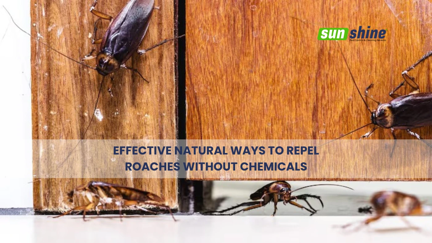 Effective Natural Ways to Repel Roaches Without Chemicals