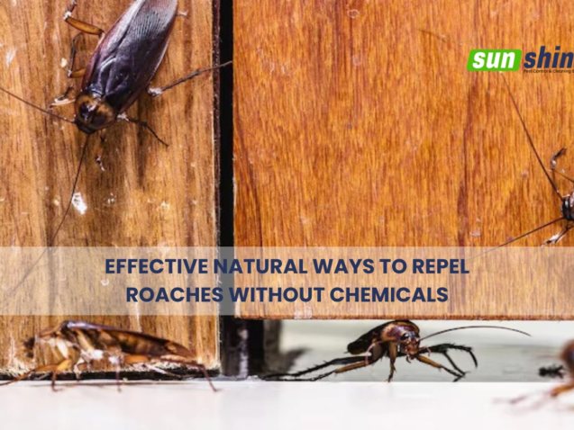 Effective Natural Ways to Repel Roaches Without Chemicals