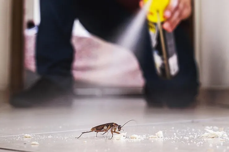 Top Natural Ways to Repel Roaches Without Chemicals