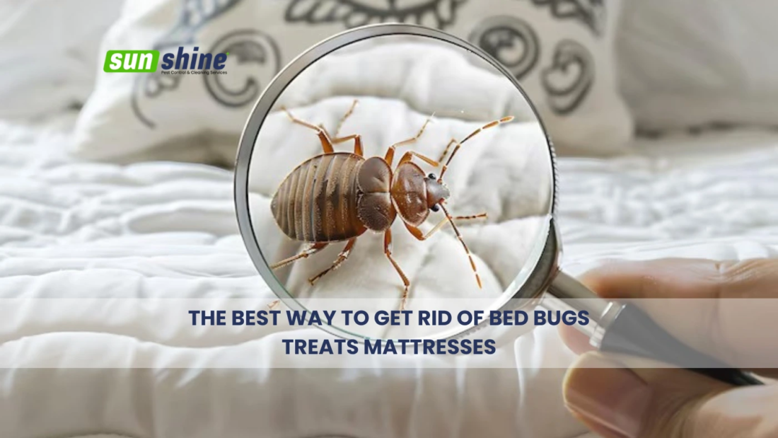 The Best Way To Get Rid Of Bed Bugs