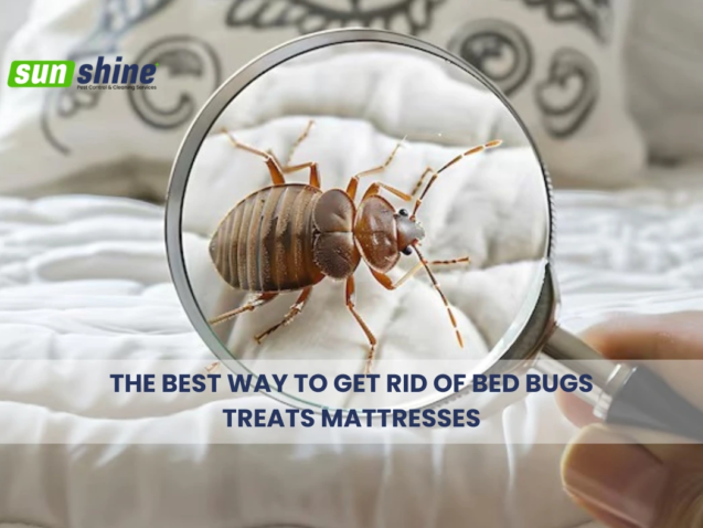 The Best Way To Get Rid Of Bed Bugs