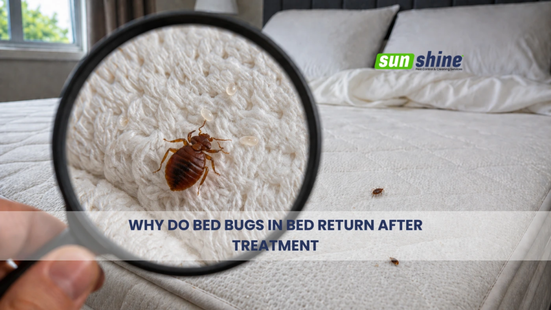 why-do-bed-bugs-in-bed-return-after-treatment