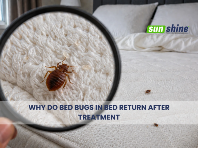 why-do-bed-bugs-in-bed-return-after-treatment