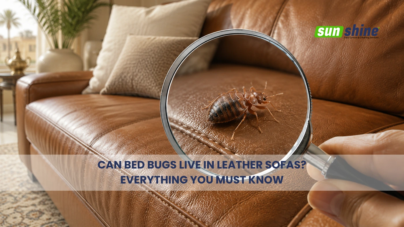 can bed bugs live in leather sofas