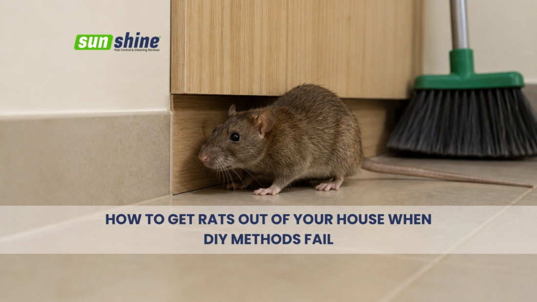 how to get rats out of your house in qatar