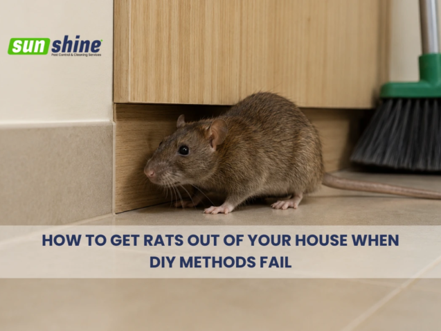 how to get rats out of your house in qatar