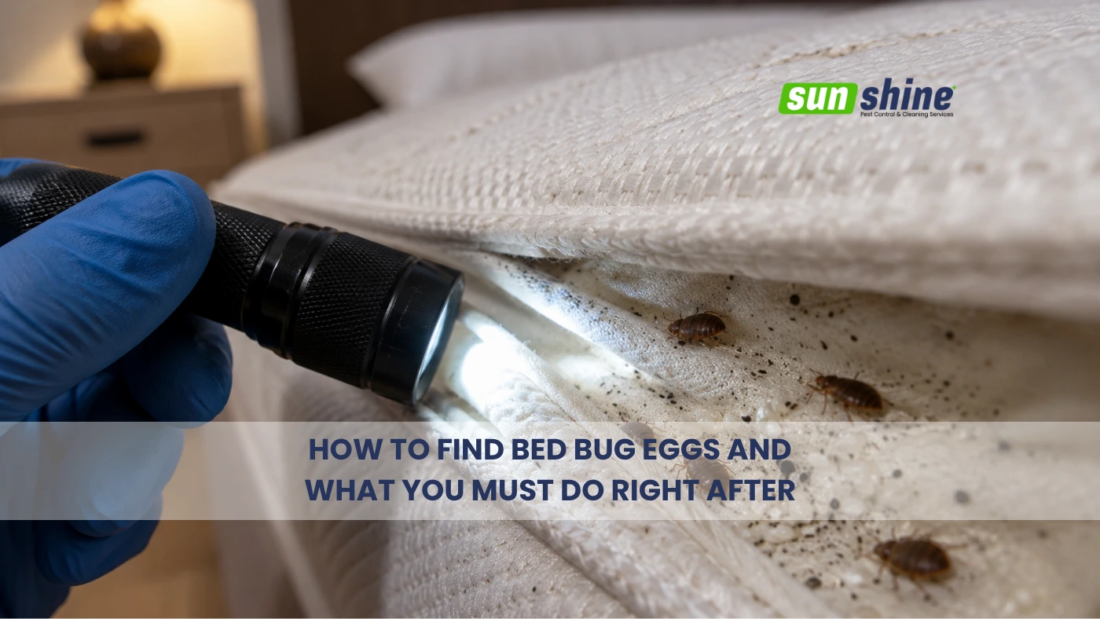 Image of how to find bed bug eggs