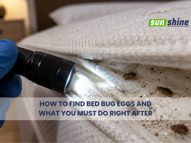 Image of how to find bed bug eggs