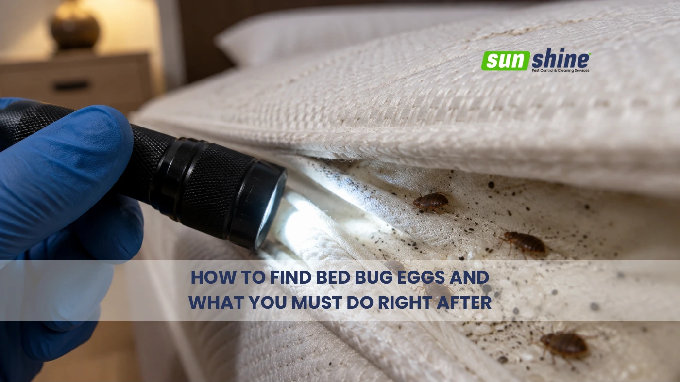 Image of how to find bed bug eggs