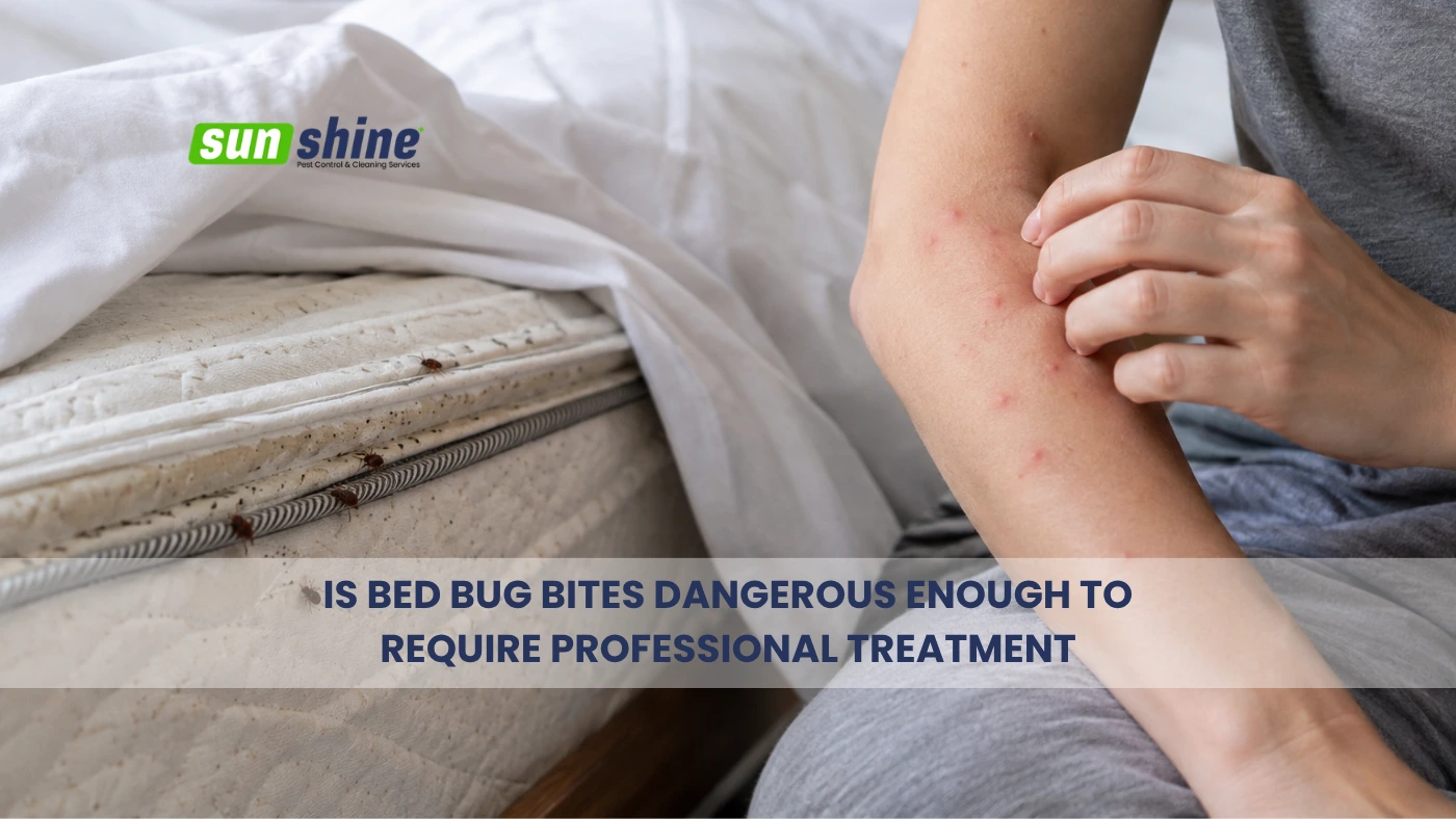 is bed bug bites dangerous