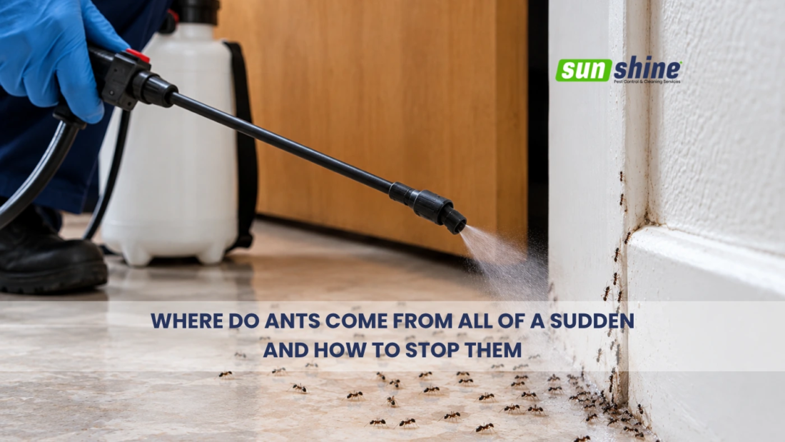 Where do ants come from all of a sudden