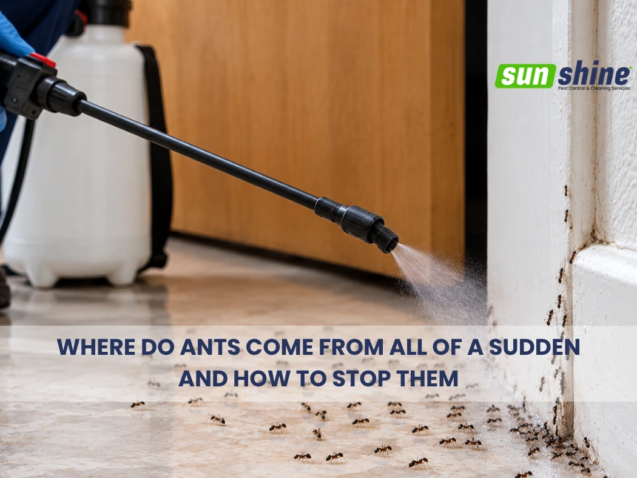 Where do ants come from all of a sudden