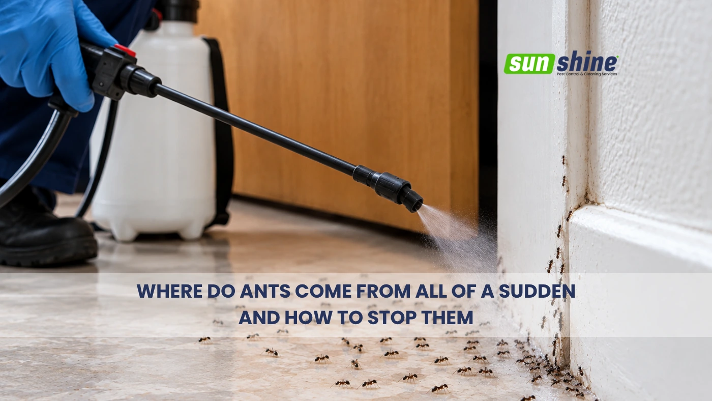Where do ants come from all of a sudden